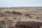 Yet more petrified wood