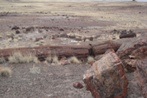 Some really big petrified logs