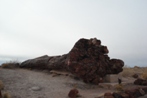 A really big petrified tree with petrified roots