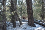 Janice saw a mule deer