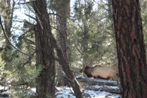 Janice's mule deer