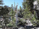 Some of the bristlecone pines are over 5,000 years old