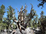 Some of the bristlecone pines are over 5,000 years old