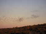 The bat flight at Carlsbad Caverns