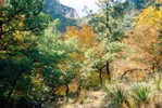 McKittrick Canyon