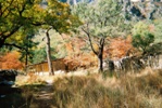 An old cabin in McKittrick Canyon