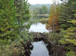 Beaver dam at Hidden Lake, on the trail to Lookout Louise