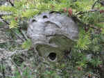 Giant wasps' nest on Tobin Harbor Trail