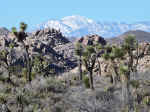 Joshua Tree National Park
