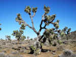 A Joshua tree