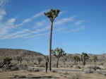 A very unusual Joshua tree