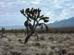 Mohave National Preserve