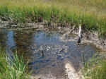 At Cold Boiling Lake, gas from underground vents bubbles up to the surface