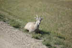 A bighorn sheep was taking a nap right by the road