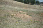 A prairie dog at Devil's Tower