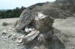 Petrified wood at Theodore Roosevelt National Park