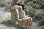 Petrified wood at Theodore Roosevelt National Park