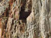 In the early 1900s, tourists tried to cut into the petrified redwoods with hacksaws