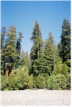 Tall Trees Grove in Redwood National Park