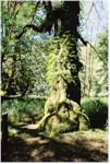 Tall Trees Grove in Redwood National Park