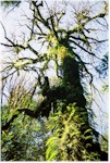 Tall Trees Grove in Redwood National Park