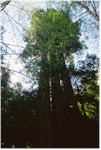 Tall Trees Grove in Redwood National Park