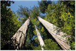 Tall Trees Grove in Redwood National Park