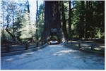 Chandelier Tree, Leggett