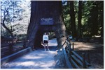 Chandelier Tree, Leggett