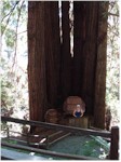 Cathedral Tree, Trees of Mystery, Klamath