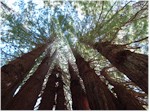 Cathedral Tree, Trees of Mystery, Klamath