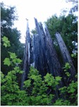 Burned-out tree, Trees of Mystery, Klamath