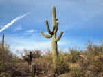 Saguaro National Park