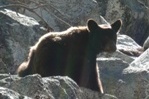 The bear we met on the Mist Falls trail