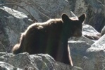 We met a bear guarding a bridge that we needed to cross