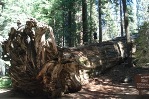 Charlie checking out Buttress Tree