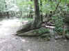 This tree on the Stony Man trail has grown right through a large rock, splitting it in two