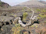 This tree grew in the lava