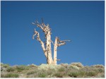 Juniper tree on the summit ridge