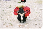 A fully-loaded yak