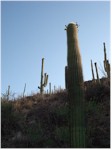 Hiking trail at Starr Pass