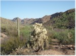 Hiking trail at Starr Pass