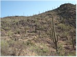 Hiking trail at Starr Pass