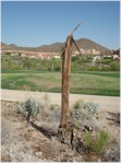 Dead saguaro cactus