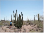 Janice and an organ pipe cactus