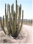 Charlie and an organ pipe cactus