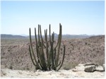 Organ Pipe Cactus National Monument, Arizona