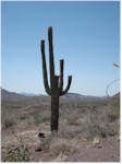 Organ Pipe Cactus National Monument