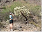 Estes Canyon trail, Organ Pipe Cactus National Monument