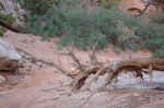 The trail is marked by cairns, this one happened to be in a tree